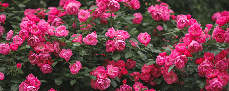 地栽月季几天浇一次水 盆栽月季多少天浇一次水