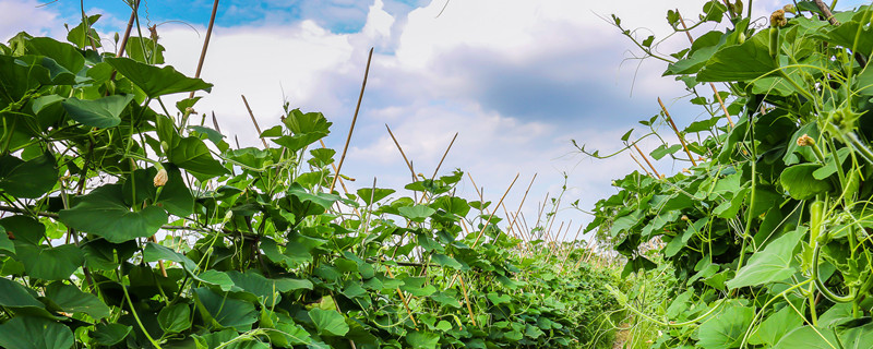 螺纹铁的寓意是什么(铁标螺纹钢什么意思)