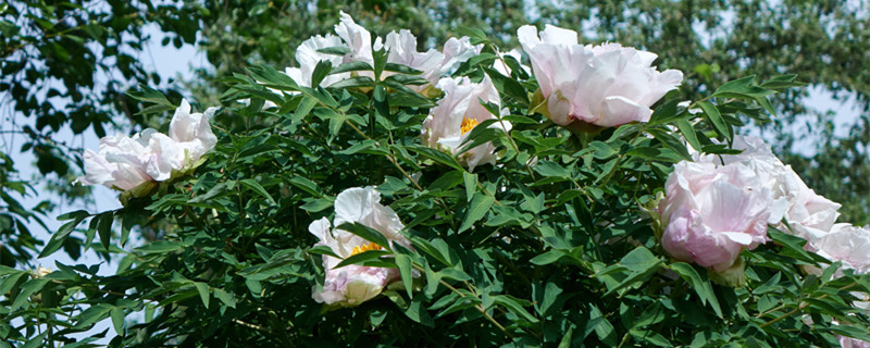 白芍是什么植物（白芍是什么样的植物）