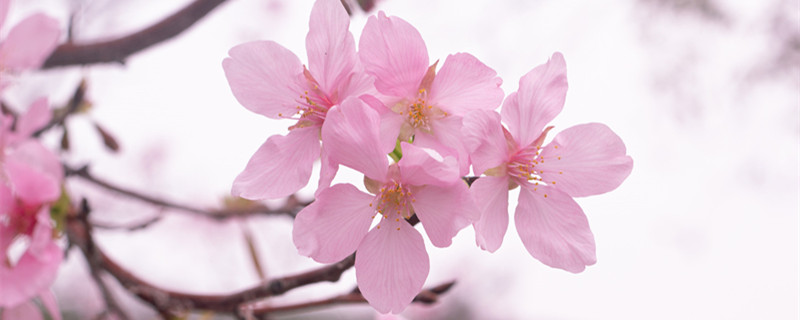 樱草的花语及传说（樱草 花语）