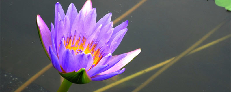 睡莲为什么杆老是腐烂 睡莲的杆变软了