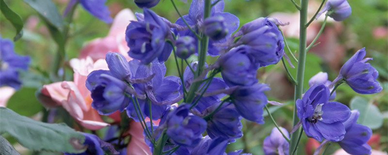 飞燕草的种植方法和注意事项 飞燕草的地栽方法