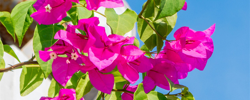 三角梅室内养有毒吗 三角梅在家养有毒吗