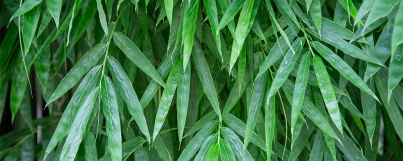 竹子的寓意 竹子的寓意祝福语