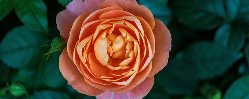 果汁阳台扦插方法（果汁阳台扦插多久生根）