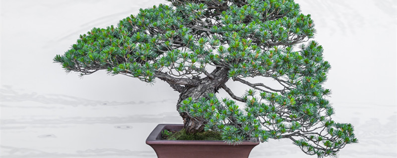 盆景小叶女贞怎么养殖（盆栽小叶女贞养护）