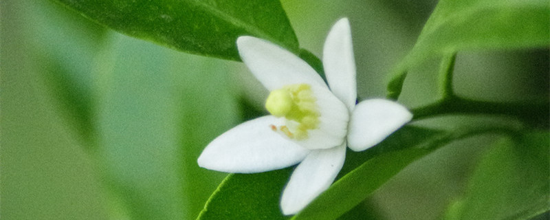 橘子花和栀子花一样吗（栀子花是橘子吗）