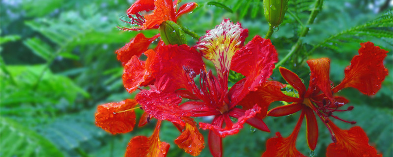 凤凰花的花语是什么意思(你知道凤凰花的花语吗?)