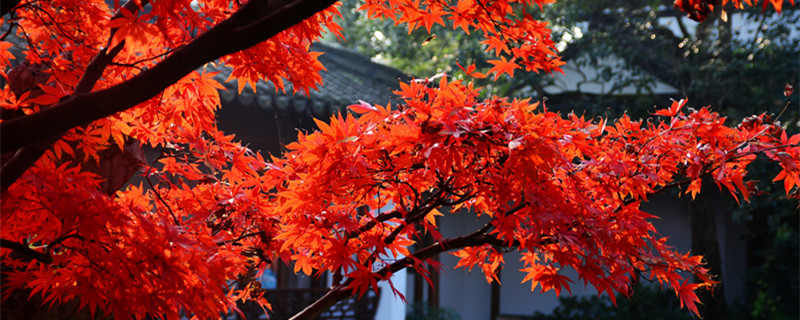 红叶花卉有哪些品种 红叶植物有哪些品种