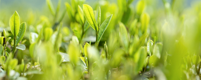 纸巾催芽法（牵牛花纸巾催芽法）