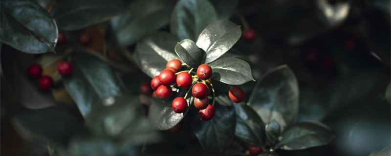 栒子盆景的养殖方法及其土壤（平枝栒子盆景的养殖方法）