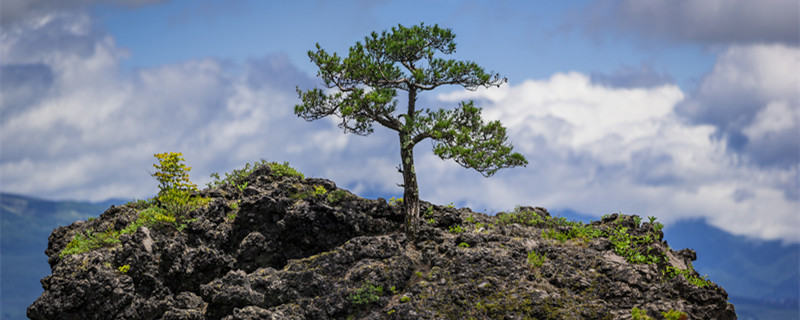 罗汉松叶片逐渐枯萎的原因 罗汉松叶子枯萎