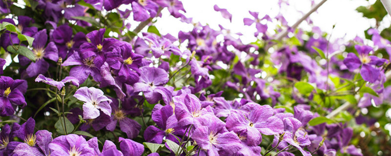 铁线莲乌托邦的养殖方法和注意事项 铁线莲乌托邦花后怎么修剪