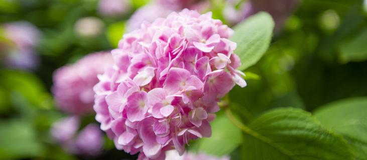 绣球花如何扦插什么季节扦插 绣球花什么季节可以扦插