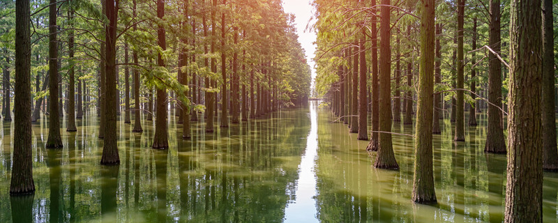 为什么说银杏水杉是活化石(为什么说银杏水杉是活化石?二年级)