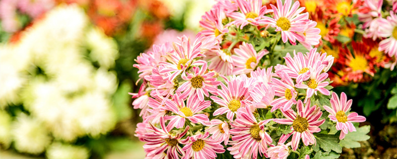 瓜叶菊开完花后怎么处理 瓜叶菊花开完了怎么办