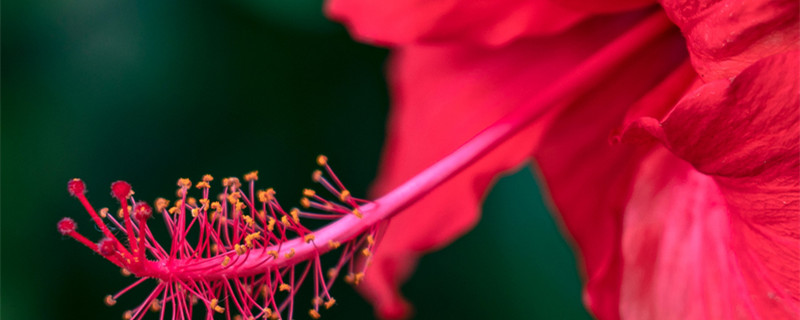 扶桑花在泰国的寓意 泰剧扶桑花的寓意