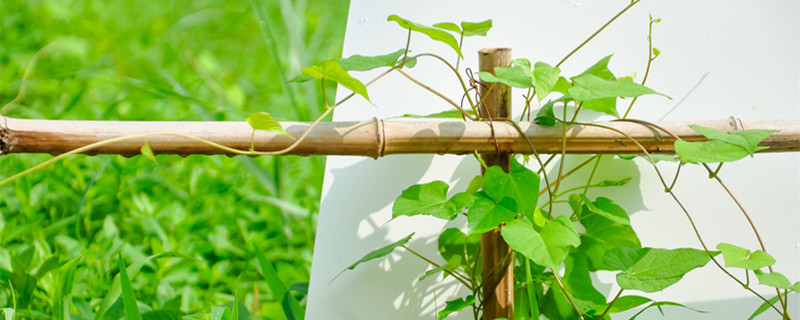 植物叶子上长白色粉末怎么办（叶子上有白色粉末）