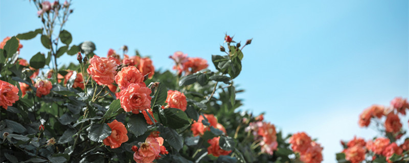 月季花浇水过多怎么办（月季花浇水太多了,怎么解决?）