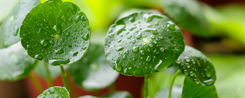 铜钱草开花了怎么办（铜钱草开花寓意什么兆头）