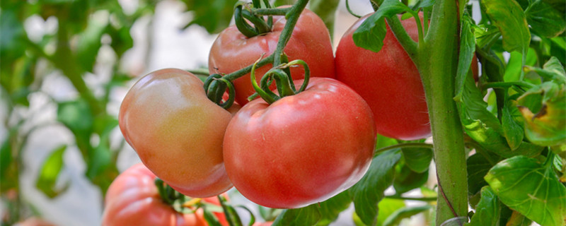 西红柿叶子太茂盛怎么办 西红柿太茂盛需要修剪吗?