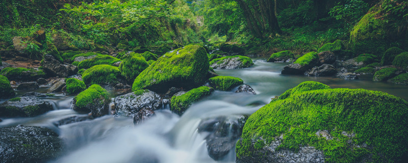 青苔如何辨别方向（青苔怎样辨别方向）