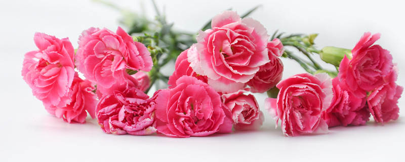 教师节送什么鲜花好（教师节送鲜花送什么花）