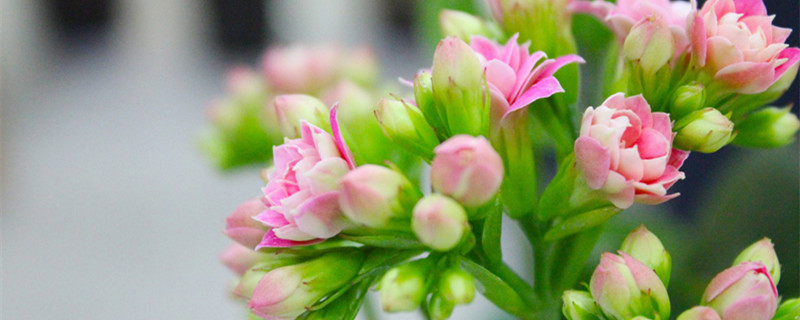 长寿花花期多长 长寿花花期多长时间施肥