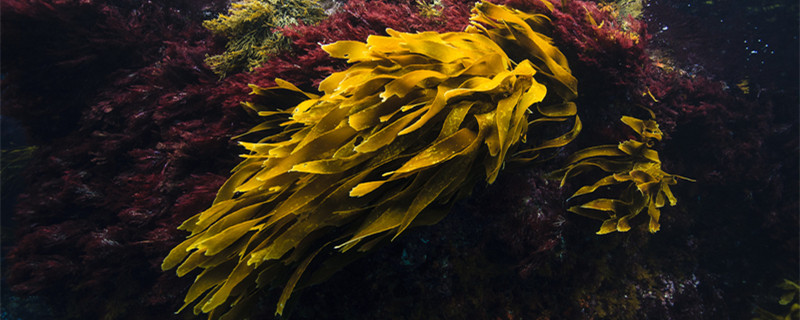 海里的植物有什么 海里的植物有什么特点