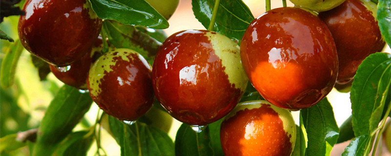 秋天的水果有哪些（秋天的水果秋天成熟的水果有哪些）