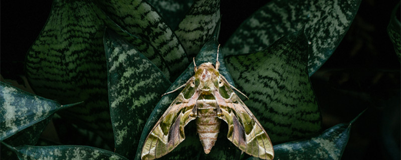 花土里有小飞虫怎么办 花土里有小飞虫怎么办用什么药