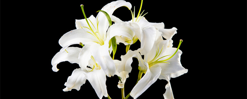 百合花束怎么养 百合花束怎么养的久