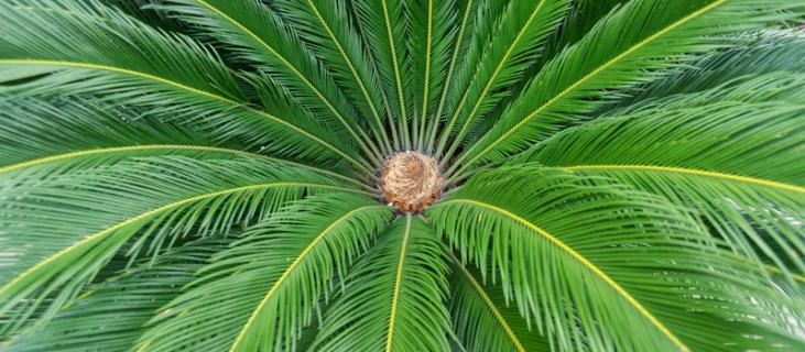 铁树的养殖方法 铁树的养殖方法和注意事项剪枝视频教程