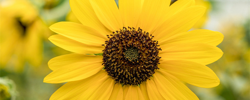 向日葵什么季节开花 向日葵什么季节开花最美