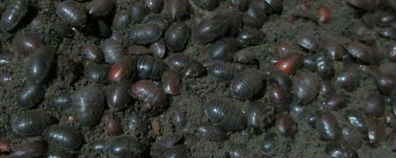 昆虫养殖有哪些(昆虫养殖有哪些方法)