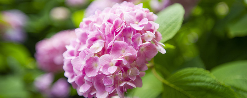 绣球花如何养殖(绣球花怎样养殖比较好)