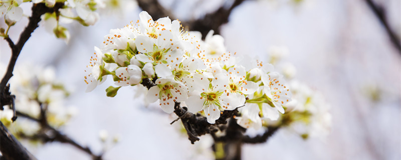 梨花是什么季节开的（桃花是什么季节开的）