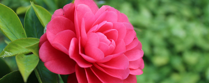 茶花换盆后花苞干了叶子掉了怎么回事