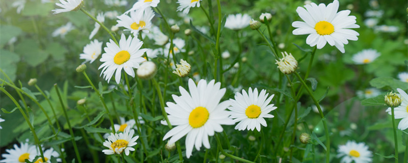 菊花的花语是什么 黄色菊花的花语是什么