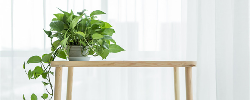 绿萝的养殖方法 绿萝的养殖方法和修剪