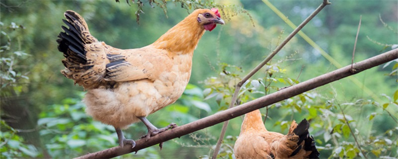 土鸡养殖方法（土鸡养殖的方法）