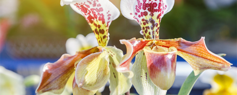 猴面小龙兰什么时候开花 猴面小龙兰盆栽图片