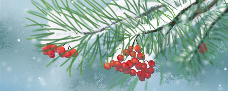 红豆杉是几级保护植物 红豆杉属于几级保护植物