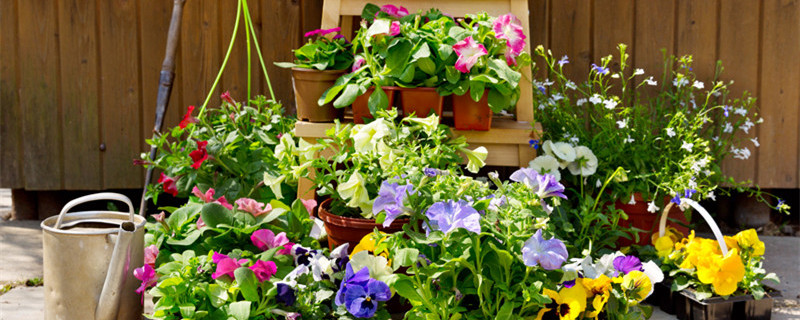 花里的小飞虫怎么消灭小窍门（怎么消除花上的小飞虫）