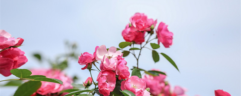 月季枯萎了怎么救活 月季干枯了怎么救活