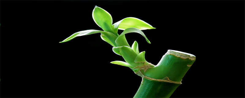 水培富贵竹怎么养 夏季水培富贵竹怎么养