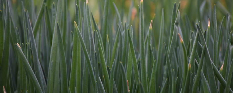 小葱叶子有白点什么病（小葱叶子有白点什么病还能吃吗）