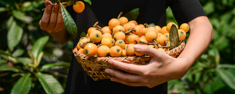 枇杷的养殖方法和注意事项（盆栽枇杷的养殖方法和注意事项）