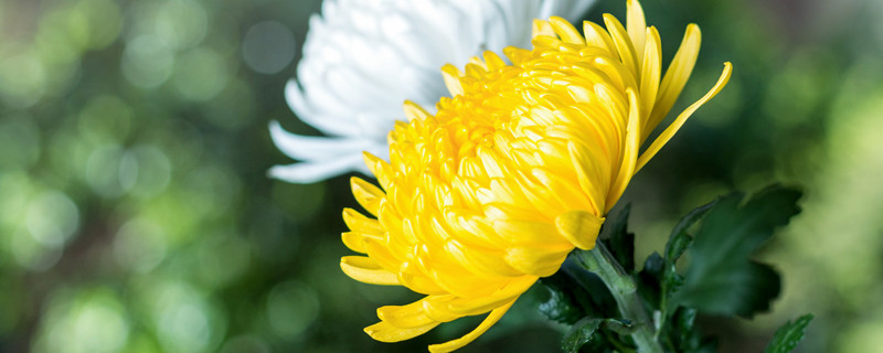 菊花哪个季节开 菊花是哪个季节开的