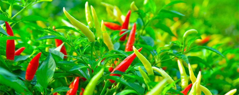 辣椒籽可以直接种吗（新鲜辣椒籽可以直接种吗）